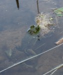 Frog-Eagle Lake (3